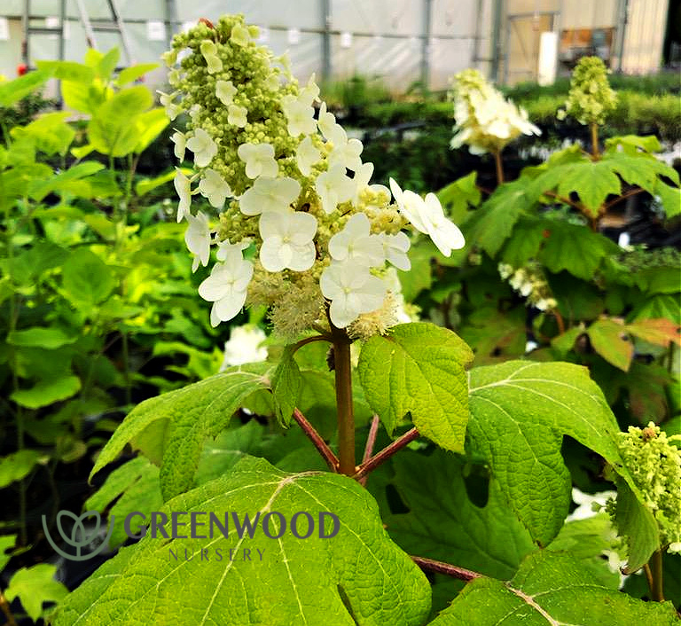 Hydrangea Ruby Slippers Greenwood Nursery